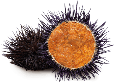 Sea Urchin