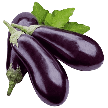 Eggplant