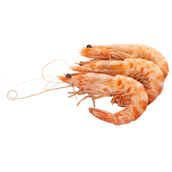 Shrimp