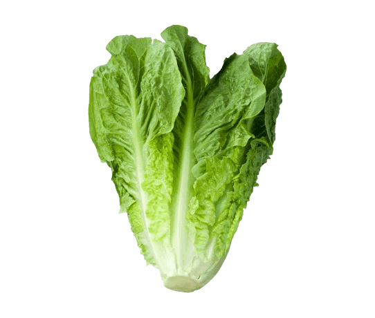 Lettuce