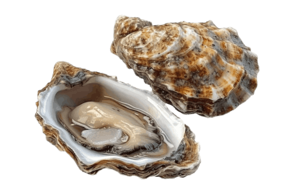 Oyster