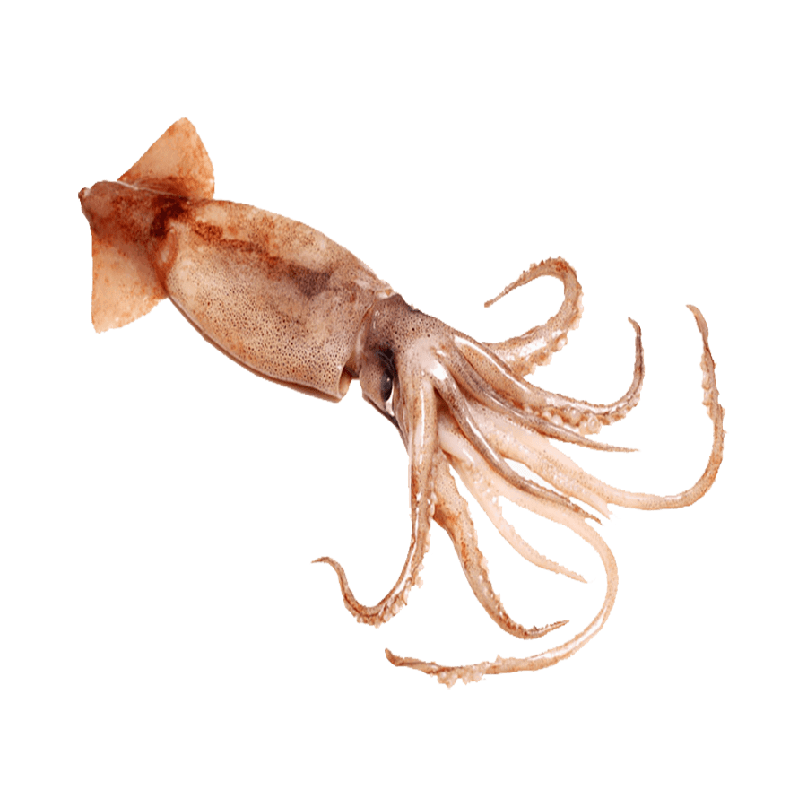 Squid